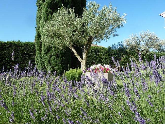 Le gite de lOlivier en Provence Images_2