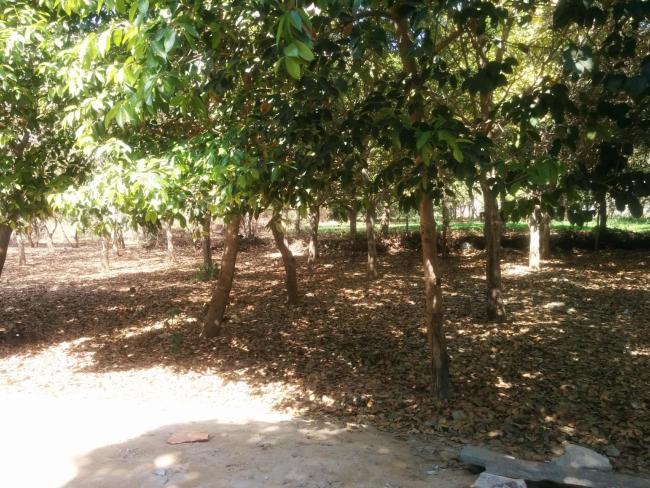 The Hive Pushkar Images_5