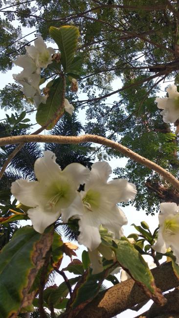 SY House Pattaya Images_5