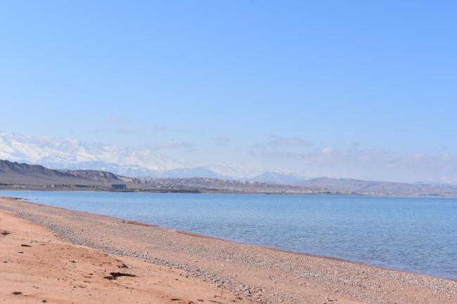 Два абрикоса Images_3