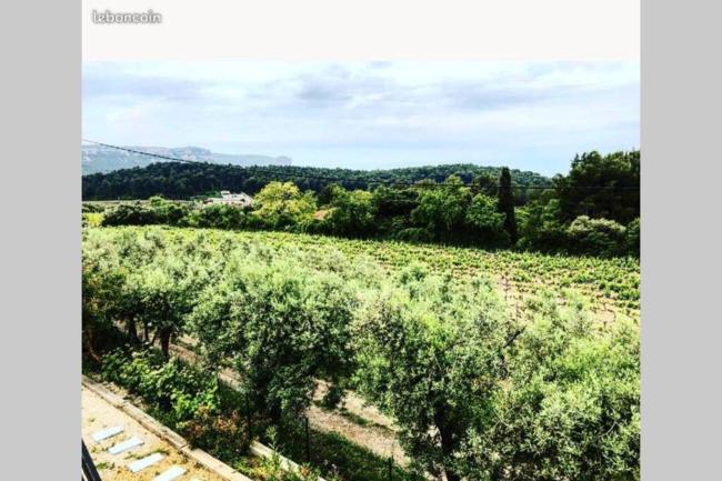 Studio dans les vignes de cassis Images_3