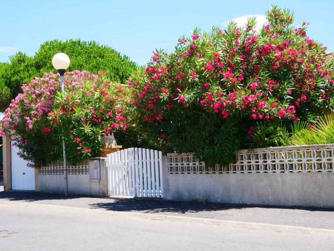 LAURIERS ROUGES 292 Images_3