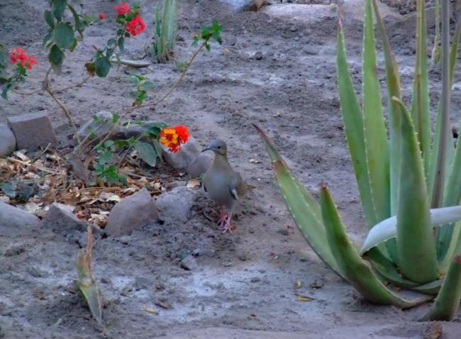 Palmas Altas Field Glamping Images_5