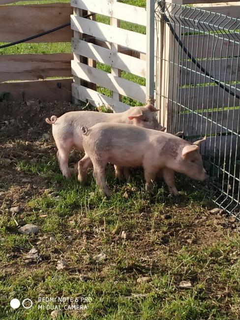 Gîte à la ferme Images_5