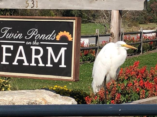 Tentrr Signature Site - Twin Ponds on the FARM Images_3