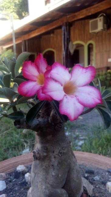 Pousada Rosa do Deserto Images_3