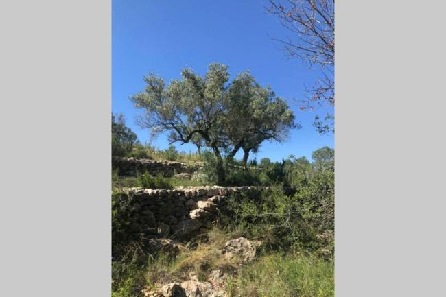 Casa en olivera a 3 km de la costa Images_3