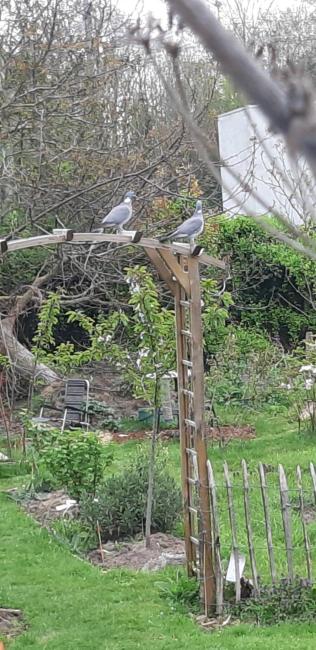 Cottage with an ecogarden Images_3