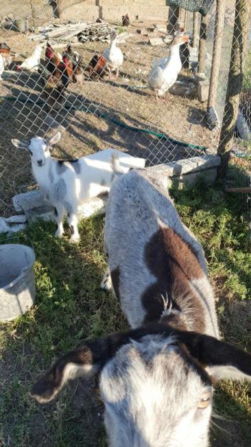 Уютный дворик Images_4