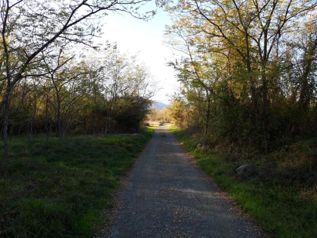 IL MERLO CODERLO Images_2