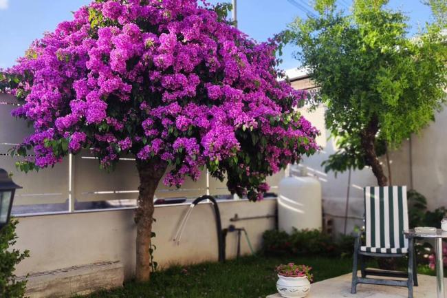 Domus Parva, appartamento con giardino Images_2