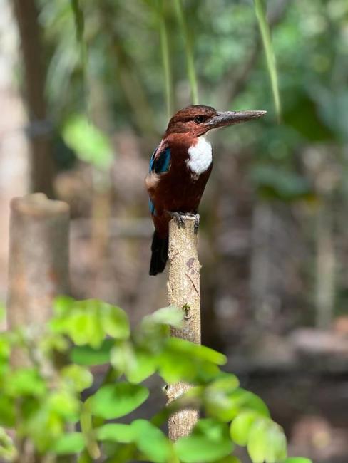 Birds Paradise Holiday Rooms- Kamburugamuwa Images_2