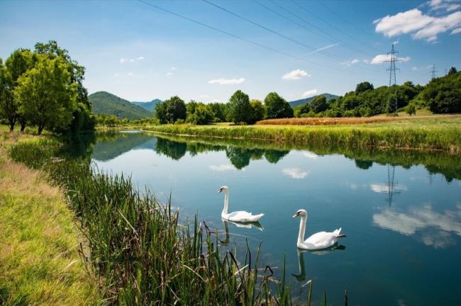 Apartman Swans Images_3