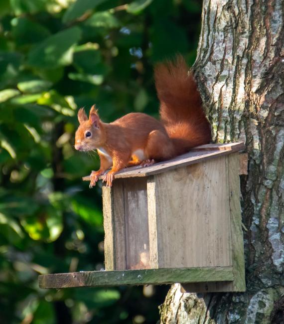 Red Squirrel Holiday Home in the Countryside, 10 mins to Lligwy Beach Images_2