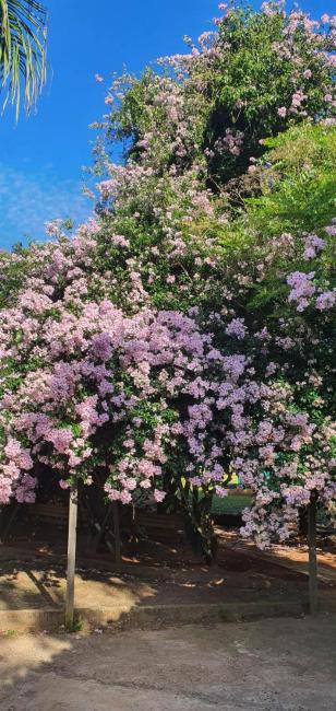 Questa Machado Images_4