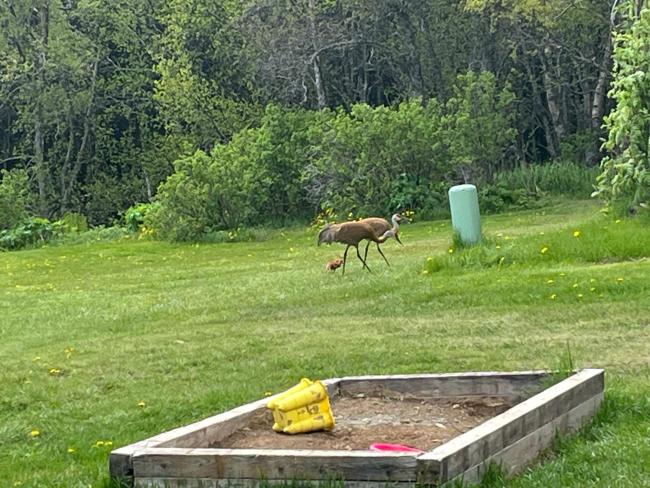 Moose twin cabin Images_1