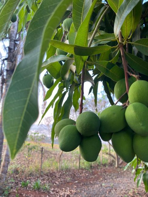 Sítio Morada dos Pássaros Canastra Images_3